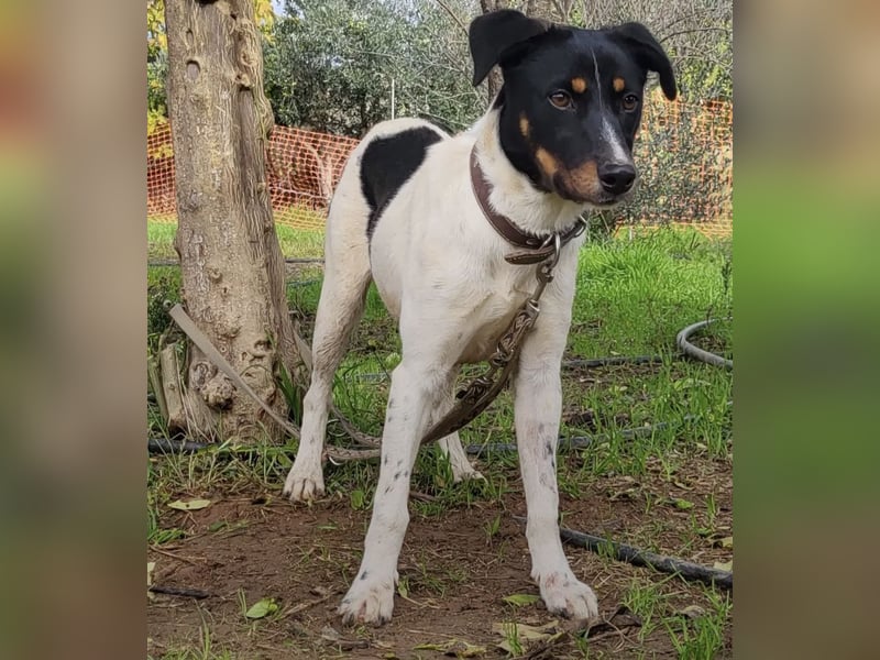 Brisa, eine freundliche menschenbezogene Hündin