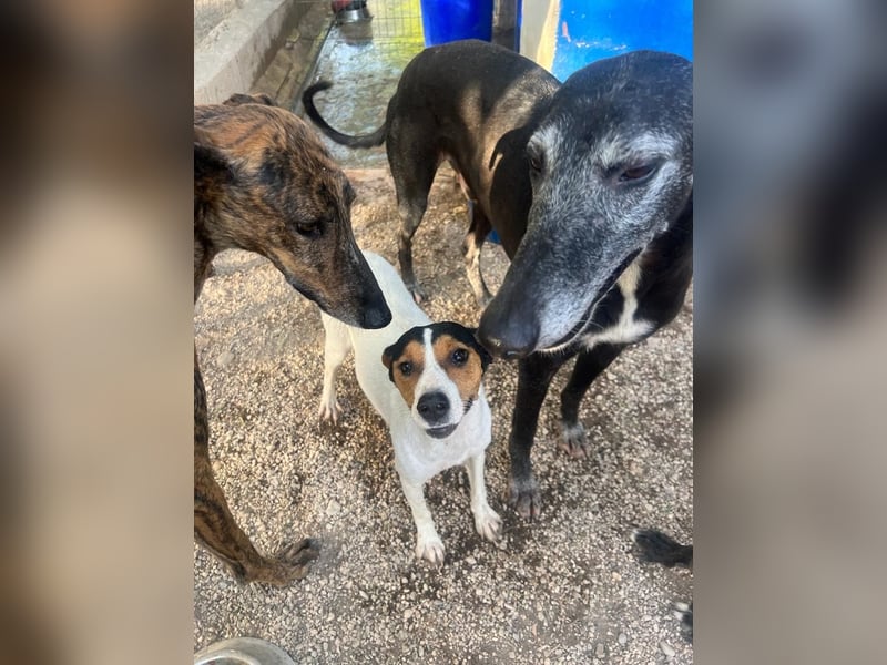 Ping, freundlich sozial und ausgeglichen