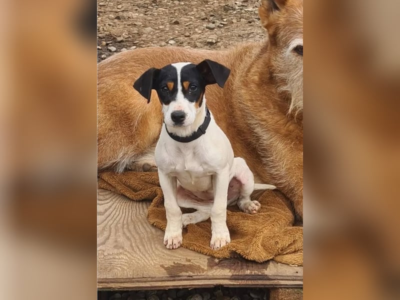 Bru - zarte kleine Bodeguero-Hündin sucht geduldiges Zuhause