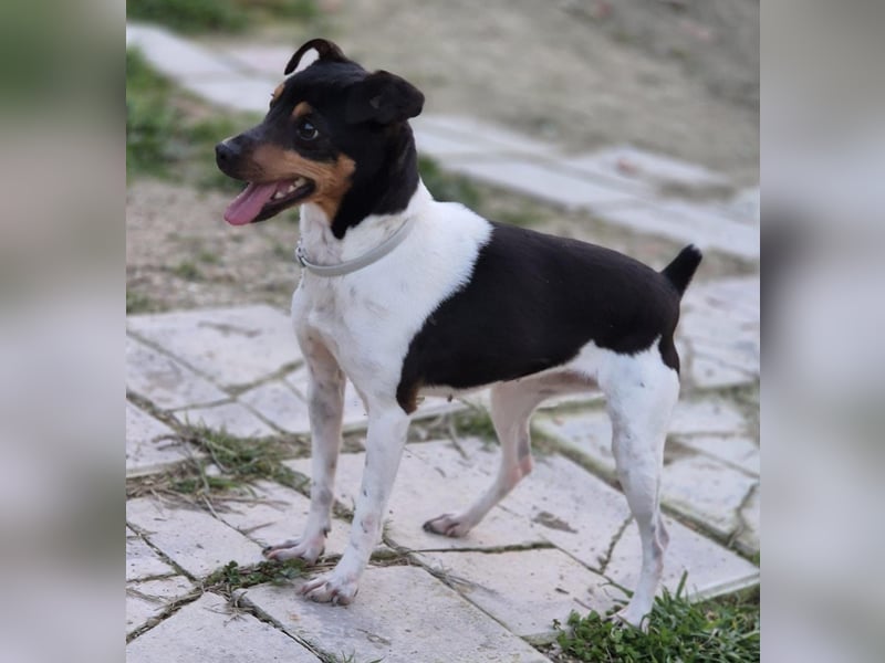 Hada - kleine Glückshündin mit erwartungsvollem Blick sucht ihr Zuhause