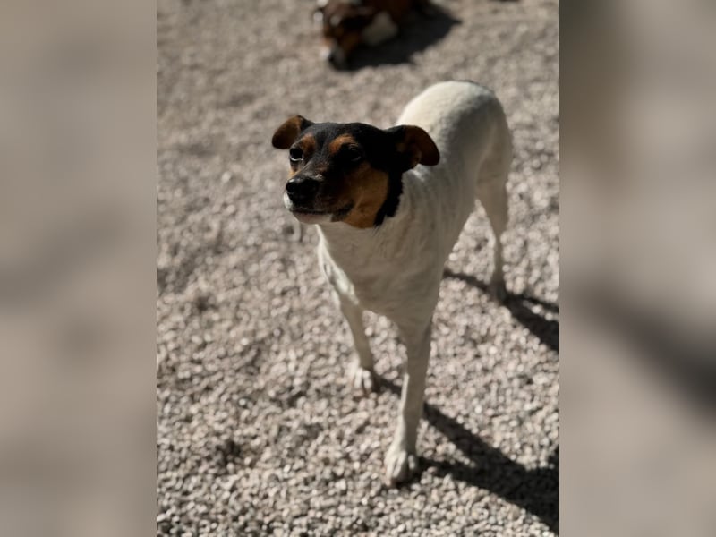 Pong, zurückhaltend aber sehr freundlich