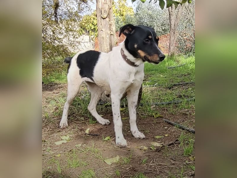 Brisa, eine freundliche menschenbezogene Hündin