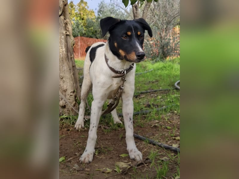 Brisa, eine freundliche menschenbezogene Hündin