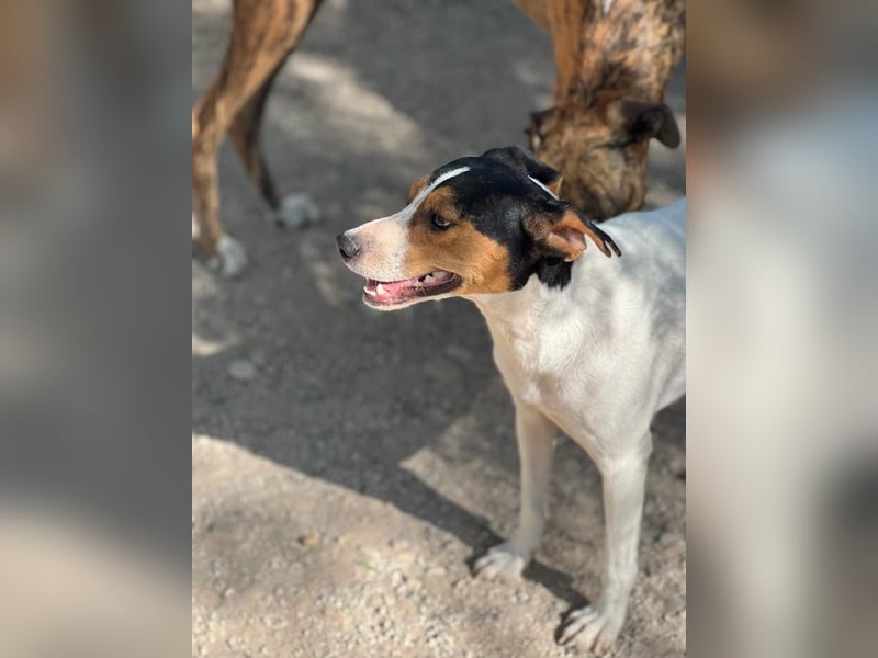 Ping, freundlich sozial und ausgeglichen