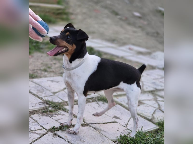 Hada - kleine Glückshündin mit erwartungsvollem Blick sucht ihr Zuhause