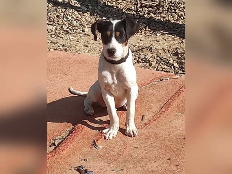 Bru - zarte kleine Bodeguero-Hündin sucht geduldiges Zuhause