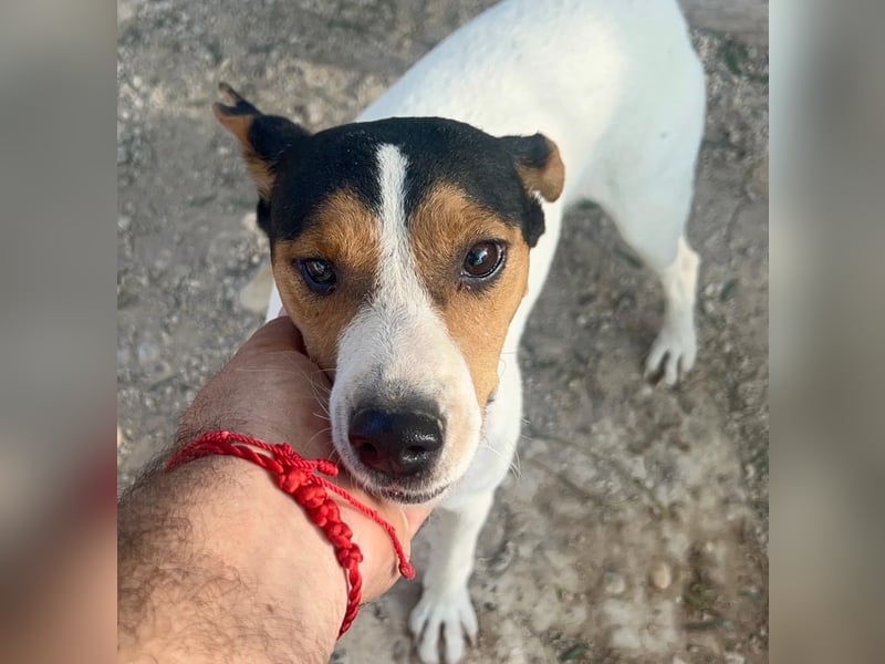 Ping, freundlich sozial und ausgeglichen