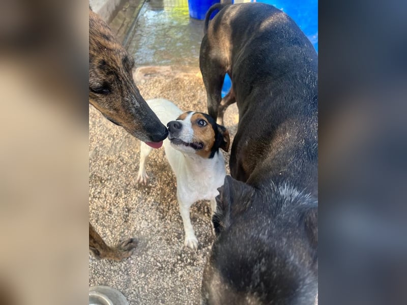 Ping, freundlich sozial und ausgeglichen