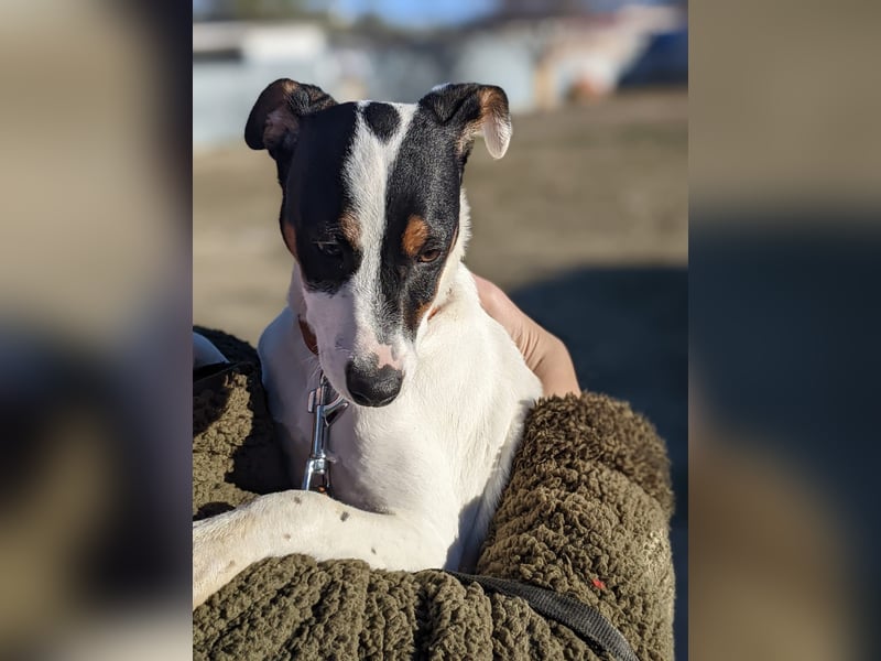 Jimmy – kleiner Bodeguero-Junge auf der Suche nach seinem Herzenszuhause