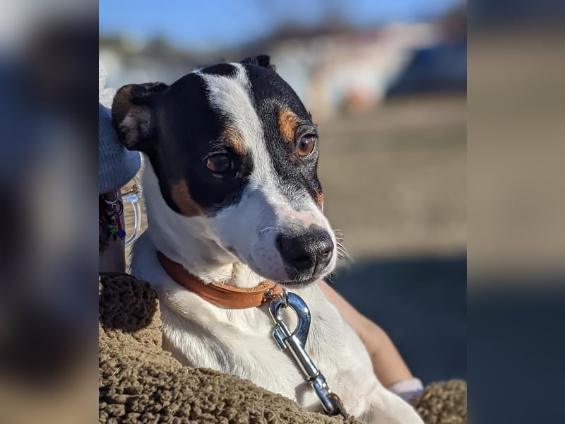 Jimmy – kleiner Bodeguero-Junge auf der Suche nach seinem Herzenszuhause