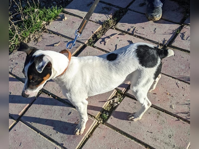 Jimmy – kleiner Bodeguero-Junge auf der Suche nach seinem Herzenszuhause