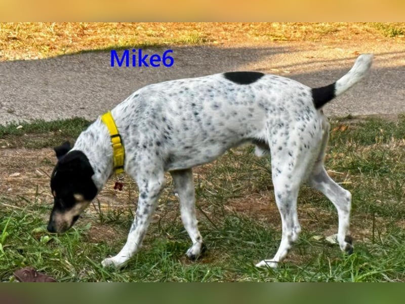 Mike6 geb. 01/2026 (in Deutschland) - offener und sozialer Welpe sucht seine Familie!