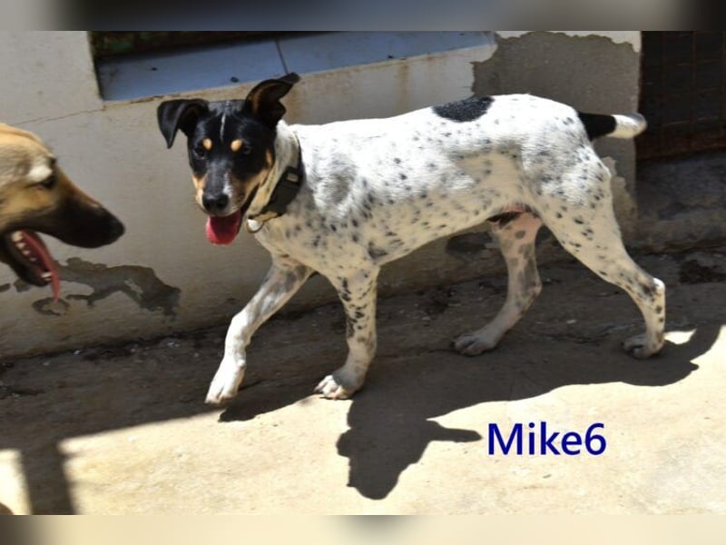 Mike6 geb. 01/2026 (in Deutschland) - offener und sozialer Welpe sucht seine Familie!