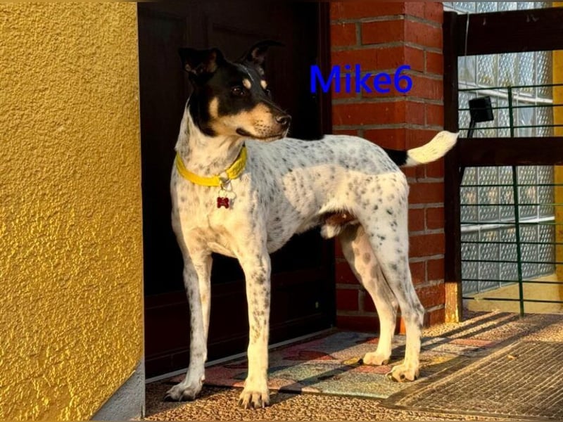 Mike6 geb. 01/2026 (in Deutschland) - offener und sozialer Welpe sucht seine Familie!