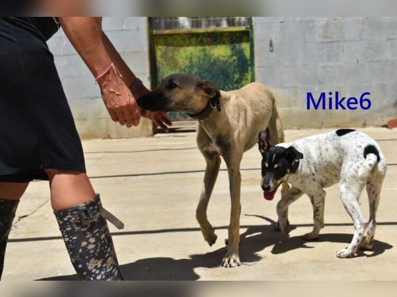 Mike6 geb. 01/2026 (in Deutschland) - offener und sozialer Welpe sucht seine Familie!