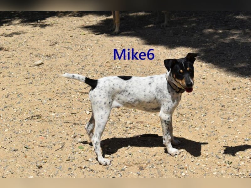 Mike6 geb. 01/2026 (in Deutschland) - offener und sozialer Welpe sucht seine Familie!