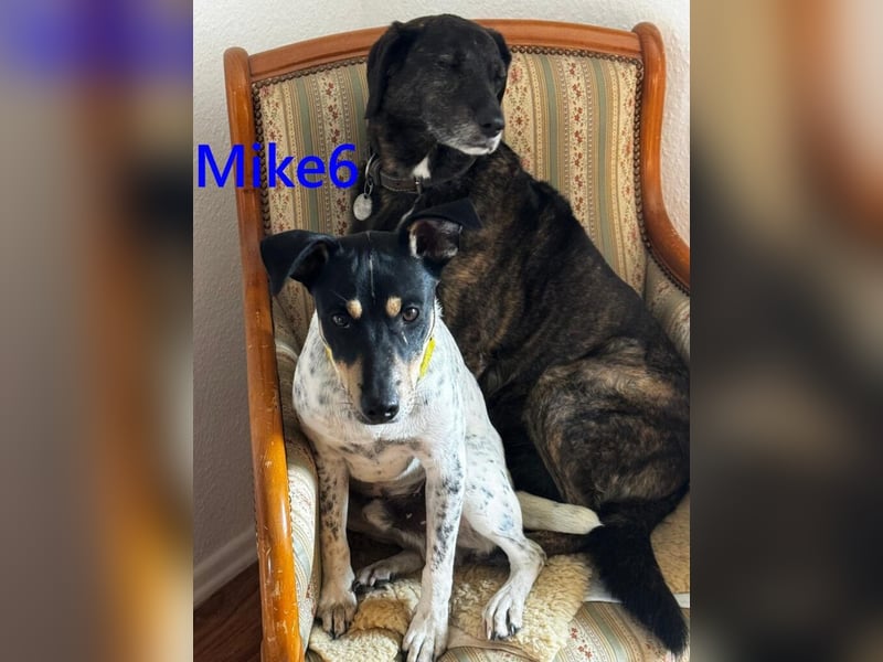 Mike6 geb. 01/2026 (in Deutschland) - offener und sozialer Welpe sucht seine Familie!