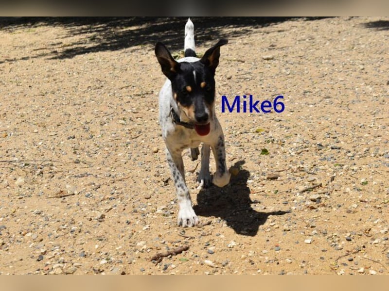 Mike6 geb. 01/2026 (in Deutschland) - offener und sozialer Welpe sucht seine Familie!