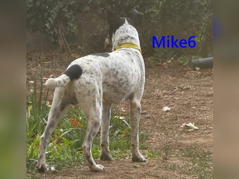 Mike6 geb. 01/2026 (in Deutschland) - offener und sozialer Welpe sucht seine Familie!