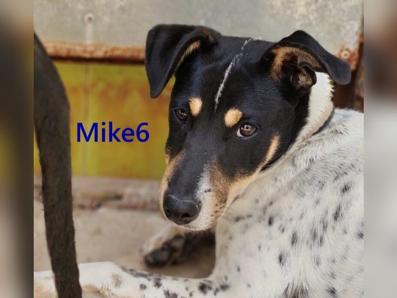 Mike6 geb. 01/2026 (in Deutschland) - offener und sozialer Welpe sucht seine Familie!