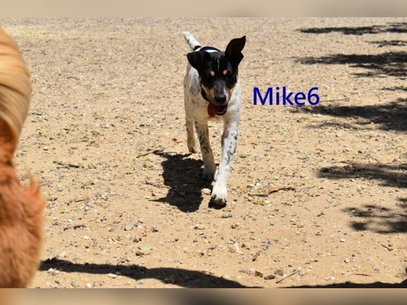 Mike6 geb. 01/2026 (in Deutschland) - offener und sozialer Welpe sucht seine Familie!