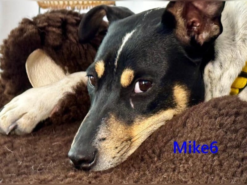 Mike6 geb. 01/2026 (in Deutschland) - offener und sozialer Welpe sucht seine Familie!