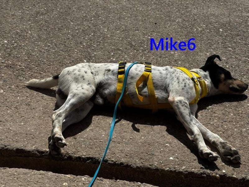 Mike6 geb. 01/2026 (in Deutschland) - offener und sozialer Welpe sucht seine Familie!