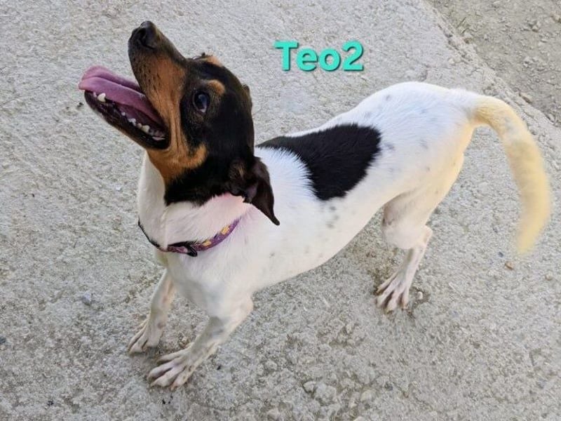 Teo2 geb. 04/2022 (ESP) - kleiner, fröhlicher Charmeur sucht SEINE Menschen!