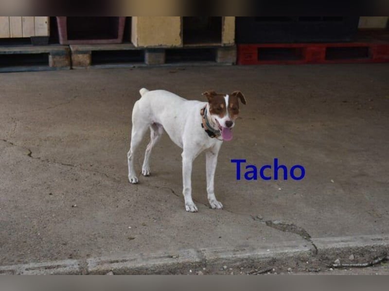 Tacho geb. 06/2024 (ESP) - verträglicher Hundebub sucht seinen Wirkungskreis!