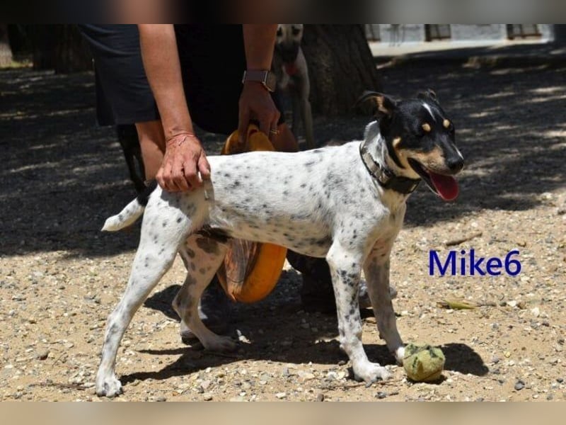 Mike6 geb. 01/2026 (ESP) - offener und sozialer Welpe sucht seine Familie!