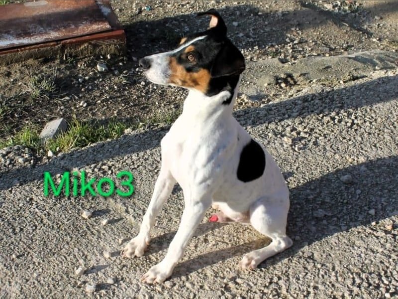 Miko3 geb. 04/2025 (ESP) - fröhlicher, verträglicher und neugieriger Bodeguero Welpe!