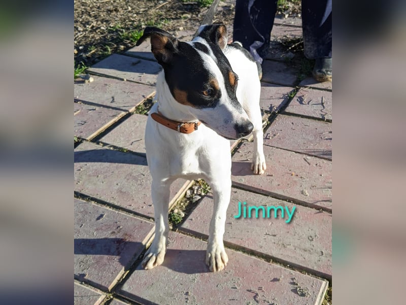 Jimmy geb. 09/2025 (ESP) - neugieriger und sportlicher Ratonero Bodeguero Andaluz Welpe!