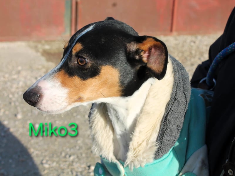 Miko3 geb. 04/2025 (ESP) - fröhlicher, verträglicher und neugieriger Bodeguero Welpe!