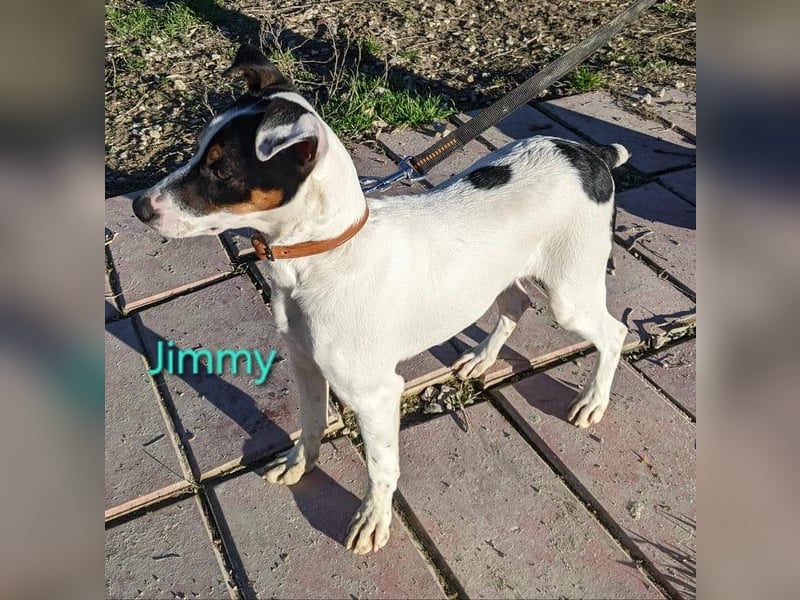 Jimmy geb. 09/2025 (ESP) - neugieriger und sportlicher Ratonero Bodeguero Andaluz Welpe!