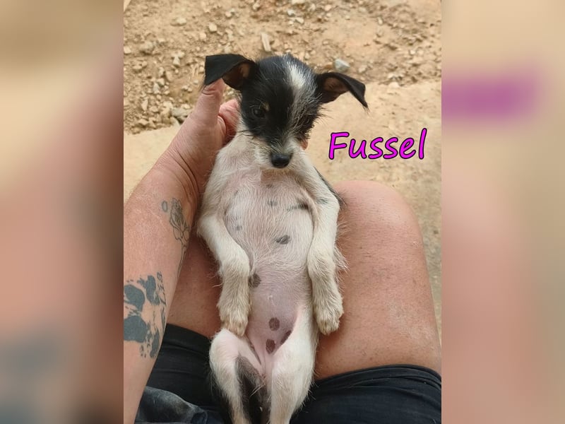 Fussel geb. 07/2026 (ESP) - liebevolles Hundemächen sucht ihre Menschen!