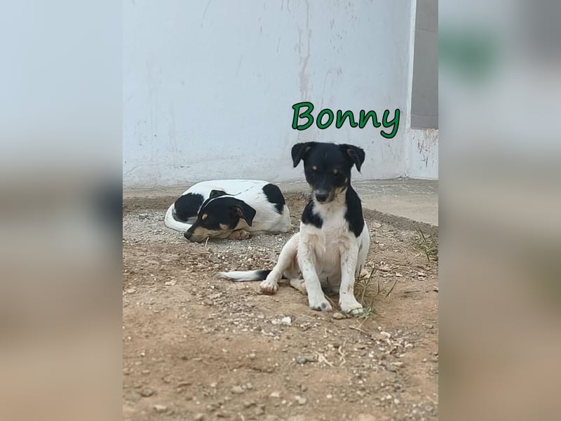 Bonny geb. 07/2026 (ESP) - zeigen wir ihm, dass Menschen durchaus Gutes in sich tragen!