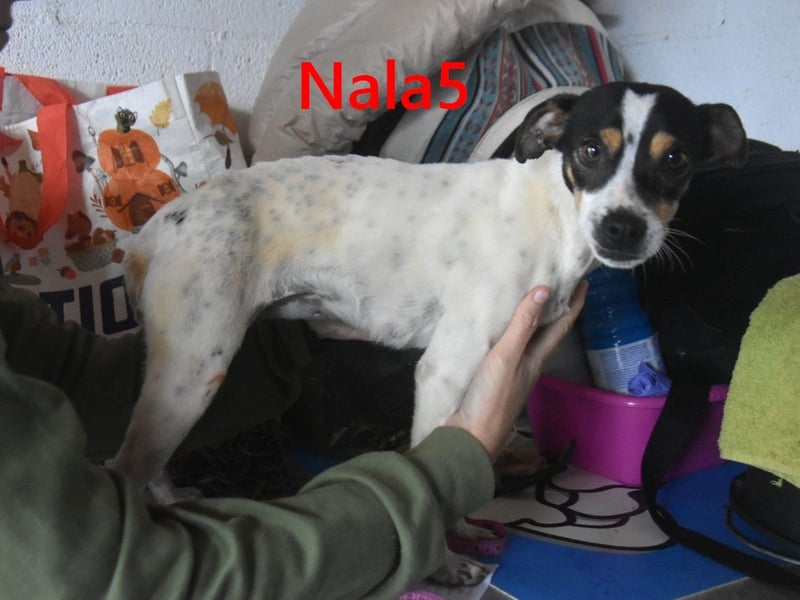 Nala5 geb. 04/2024 (ESP) - liebevolle, kleine Bodeguero Ratonero Andaluz Hündin!