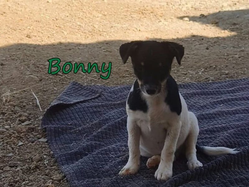 Bonny geb. 07/2026 (ESP) - zeigen wir ihm, dass Menschen durchaus Gutes in sich tragen!