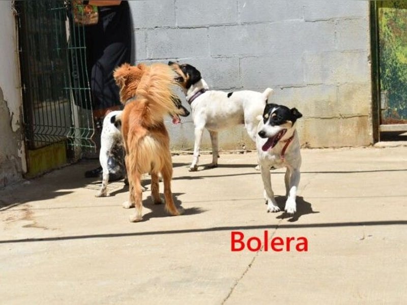 Bolera geb. 02/2018 (ESP) - unkomplizierte und verschmuste Hundedame hat endlich Glück verdient!
