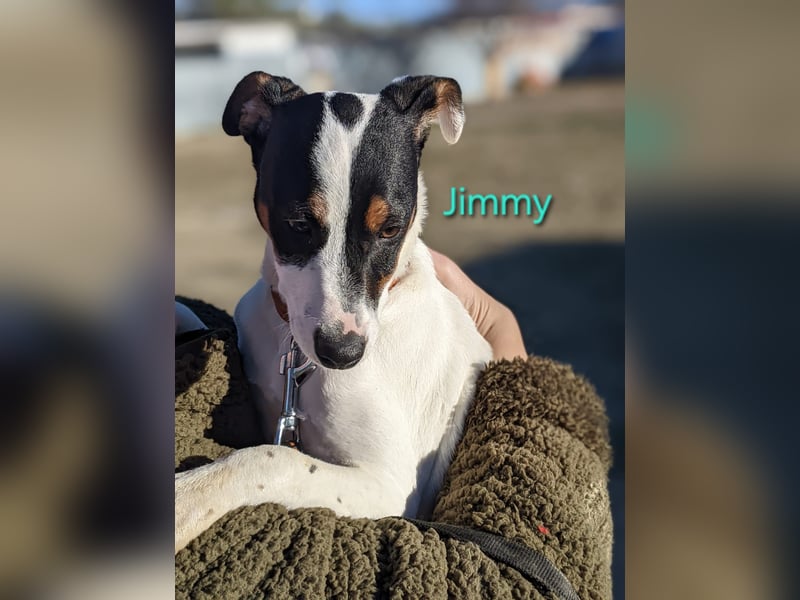 Jimmy geb. 09/2025 (ESP) - neugieriger und sportlicher Ratonero Bodeguero Andaluz Welpe!