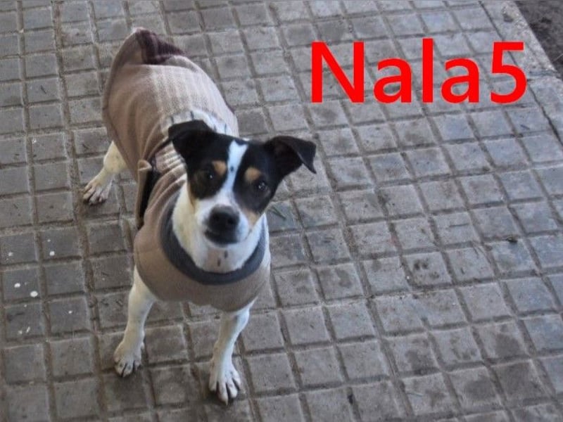 Nala5 geb. 04/2024 (ESP) - liebevolle, kleine Bodeguero Ratonero Andaluz Hündin!