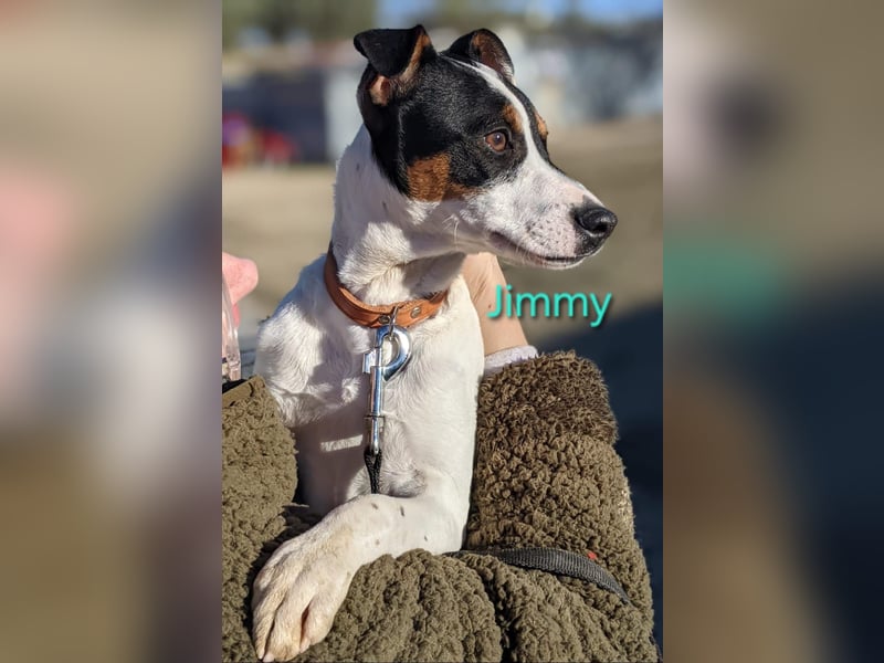 Jimmy geb. 09/2025 (ESP) - neugieriger und sportlicher Ratonero Bodeguero Andaluz Welpe!