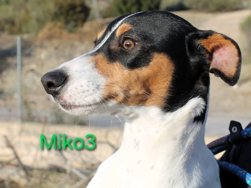 NOTFALL! Miko3 geb. 04/2025 (ESP) - fröhlicher, verträglicher und neugieriger Bodeguero Welpe!