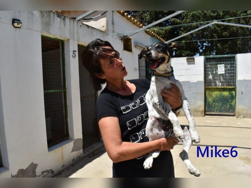 Mike6 geb. 01/2026 (ESP) - offener und sozialer Welpe sucht seine Familie!