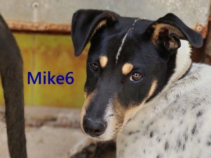Mike6 geb. 01/2026 (ESP) - offener und sozialer Welpe sucht seine Familie!