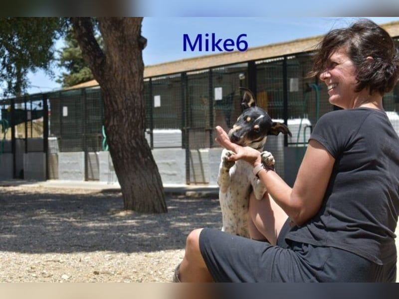 Mike6 geb. 01/2026 (ESP) - offener und sozialer Welpe sucht seine Familie!