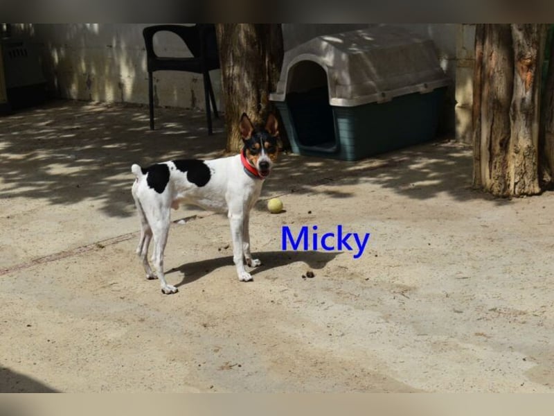 Micky geb. 01/2025 (ESP) - freundlicher, hübscher Hundejunge!