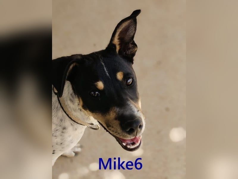 Mike6 geb. 01/2026 (ESP) - offener und sozialer Welpe sucht seine Familie!