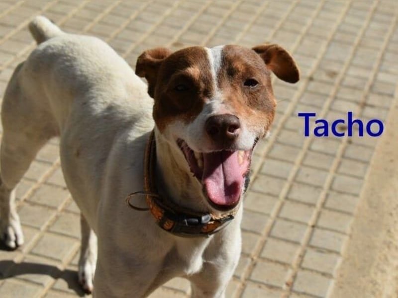 Tacho geb. 06/2024 (ESP) - verträglicher Hundebub sucht seinen Wirkungskreis!