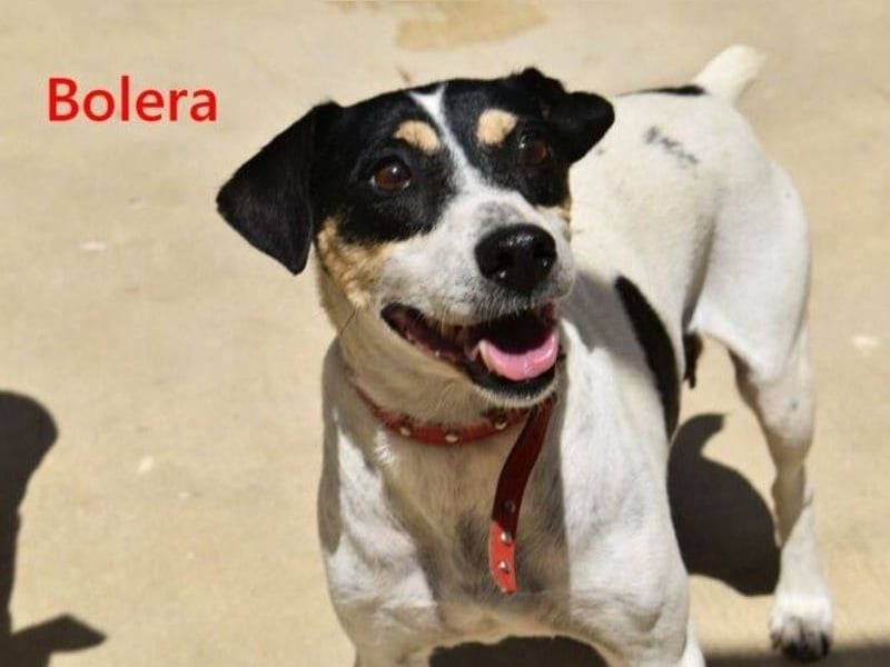 Bolera geb. 02/2018 (ESP) - unkomplizierte und verschmuste Hundedame hat endlich Glück verdient!